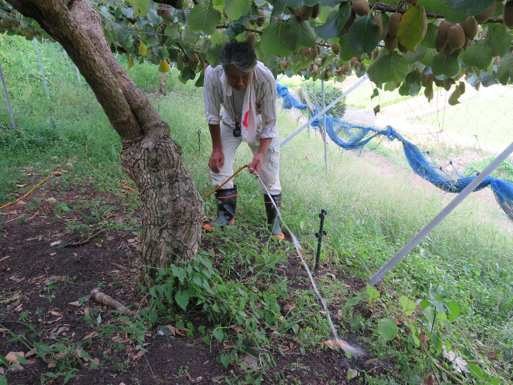 キウイ園地