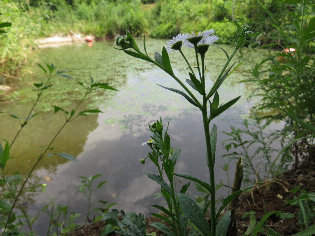 キウイ灌水用溜池