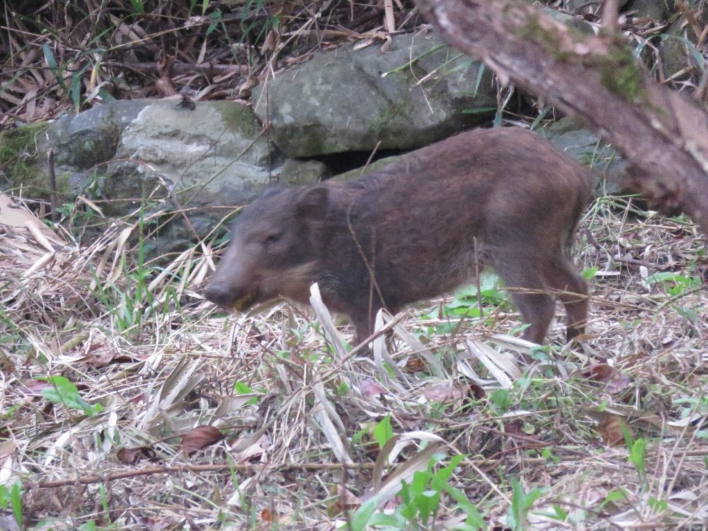 キウイ園地に現れたイノシシ