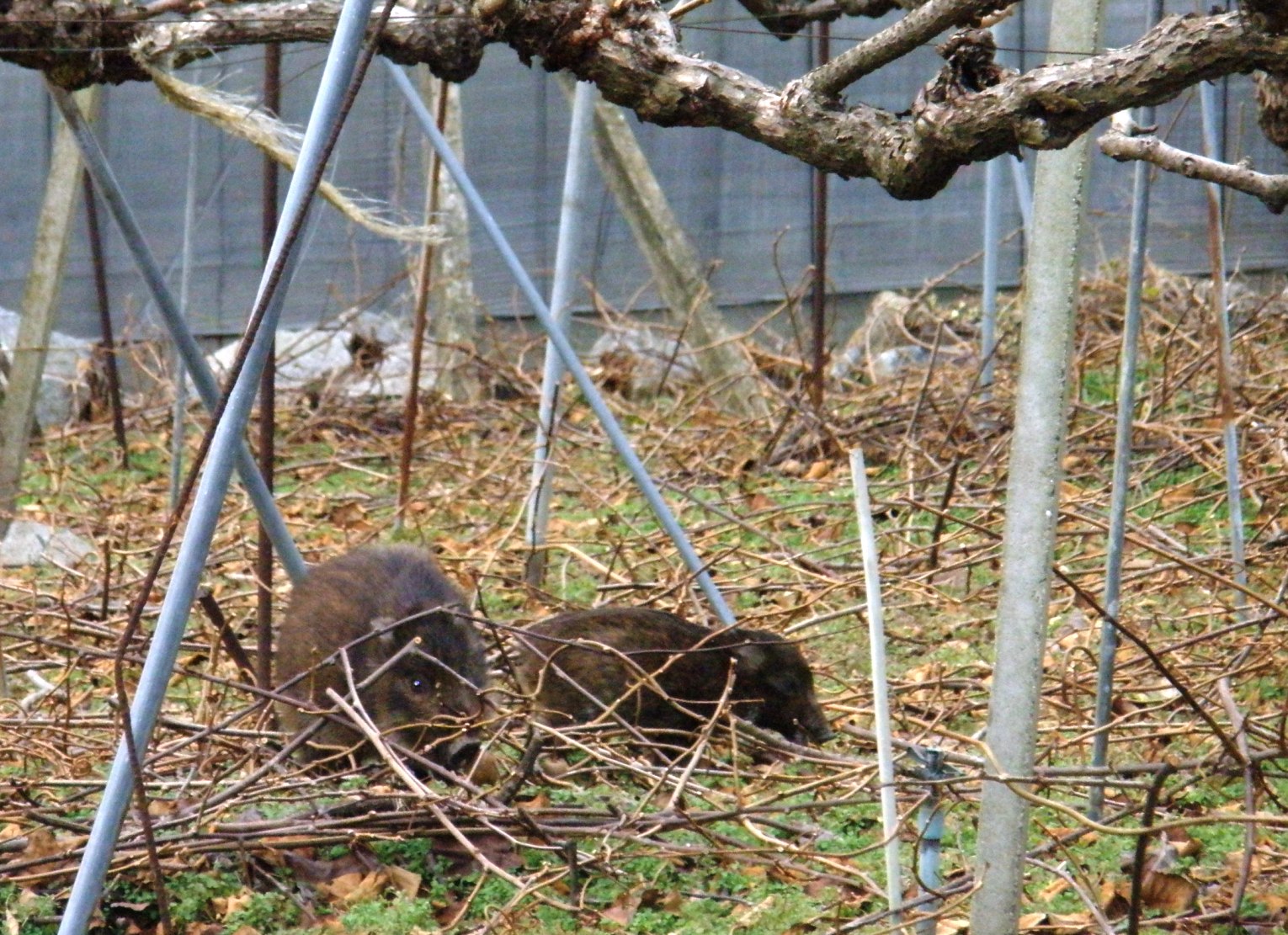 キウイ園地にイノシシ